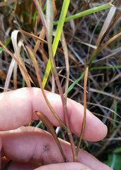 Symphyotrichum subulatum elongatum