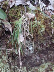 Anthoxanthum odoratum