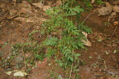 Indigofera suffruticosa