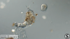 Dissotrocha macrostyla