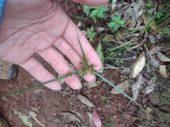 Cyperus polystachyos