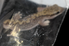 Diplodactylus vittatus