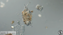 Dissotrocha macrostyla