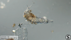 Dissotrocha macrostyla