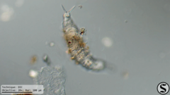 Dissotrocha macrostyla