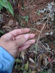 Melinis minutiflora