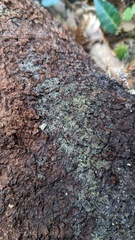 Mucronella calva