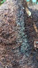 Mucronella calva