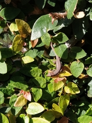 Teira dugesii dugesii