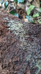 Mucronella calva
