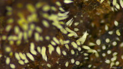 Mucronella calva