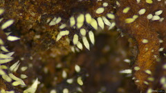 Mucronella calva