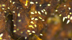 Mucronella calva
