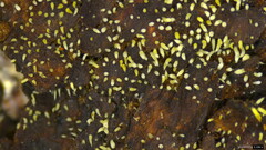 Mucronella calva