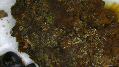 Mucronella calva