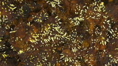 Mucronella calva