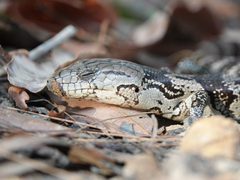 Cyclodomorphus gerrardii