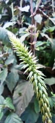 Achyranthes