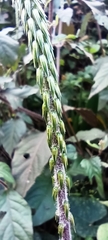 Achyranthes