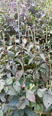 Achyranthes