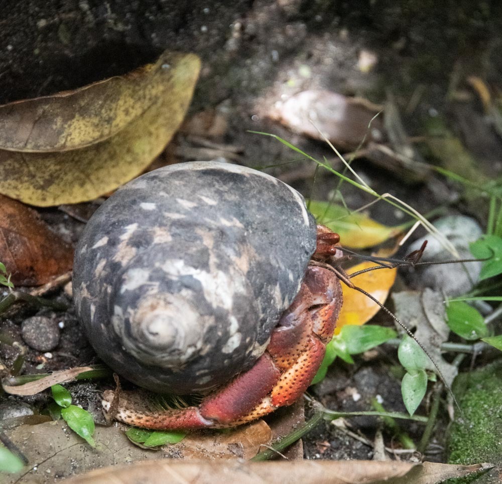 Coenobita clypeatus (Fabricius, 1787)