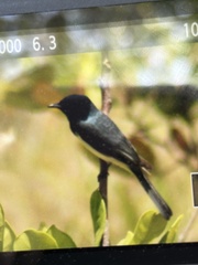 Myiagra rubecula