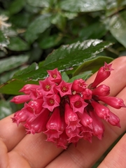 Cestrum elegans