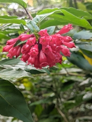 Cestrum elegans