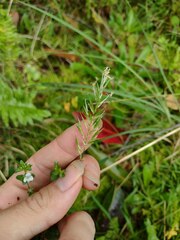 Anthoxanthum odoratum