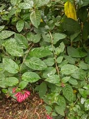 Cestrum elegans