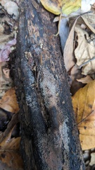 Hypoxylon