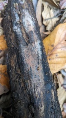 Hypoxylon