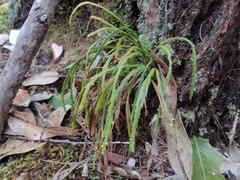 Psilotum complanatum