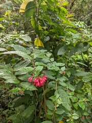 Cestrum elegans