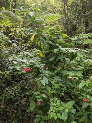 Cestrum elegans