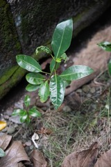 Tabebuia heterophylla