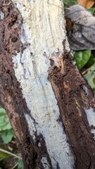 Phlebia