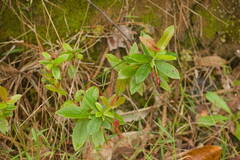Vaccinium dentatum