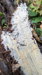 Phlebia