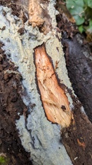 Phlebia