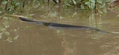 Nerodia erythrogaster