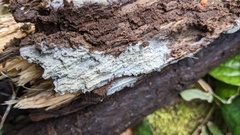 Phlebia