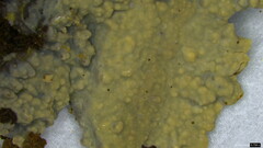 Phlebia