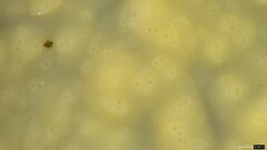 Phlebia