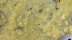 Phlebia