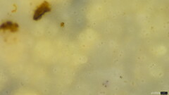 Phlebia