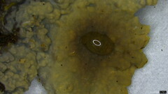 Phlebia