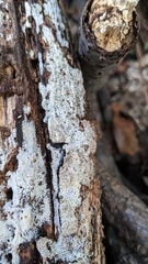 Henningsomyces candidus