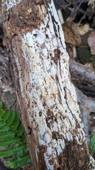 Henningsomyces candidus