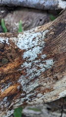 Henningsomyces candidus